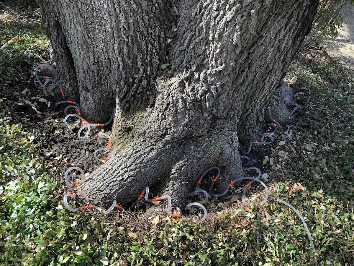 Detailed Tree Cabling and Bracing job site in Kingsland