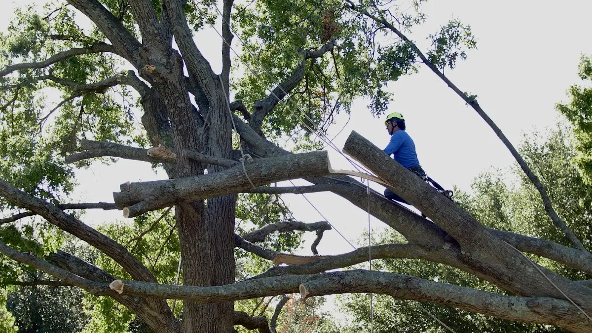 Professional Hazardous Tree Removal performed by certified arborists in Kingsland