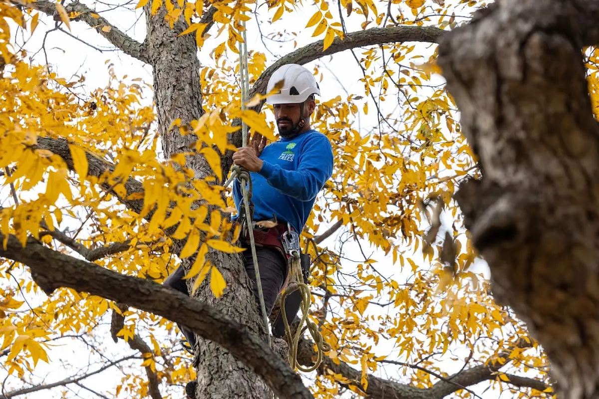 Skilled Tree Transplanting crew working in Kingsland